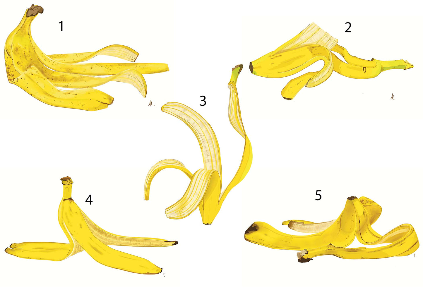 With Peeling - Modern, Contemporary Banana Peel Illustrations, Custom Size Archival Quality Fine Art Print (Giclee)